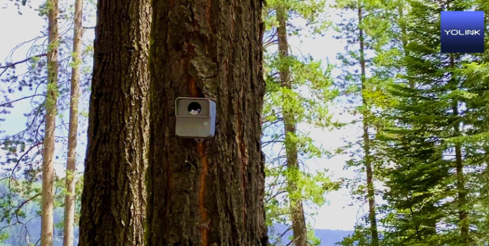 Motion detector on a tree